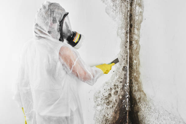 Best Commercial Mold Inspection  in Mangonia Park, FL